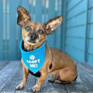 Bradley, Senior Male Dachshund