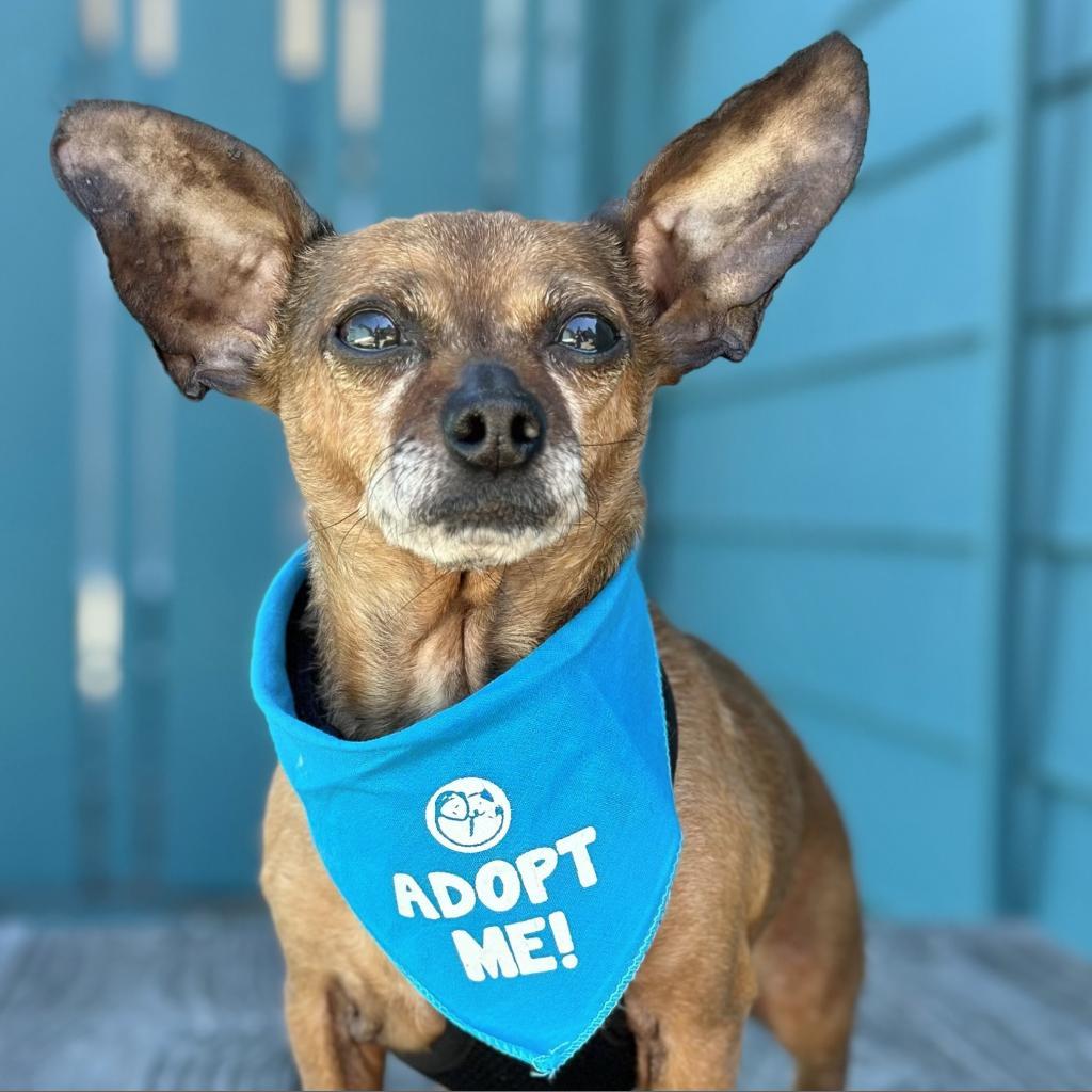 Bradley, an adoptable Dachshund, Chihuahua in Pacific Grove, CA, 93950 | Photo Image 2