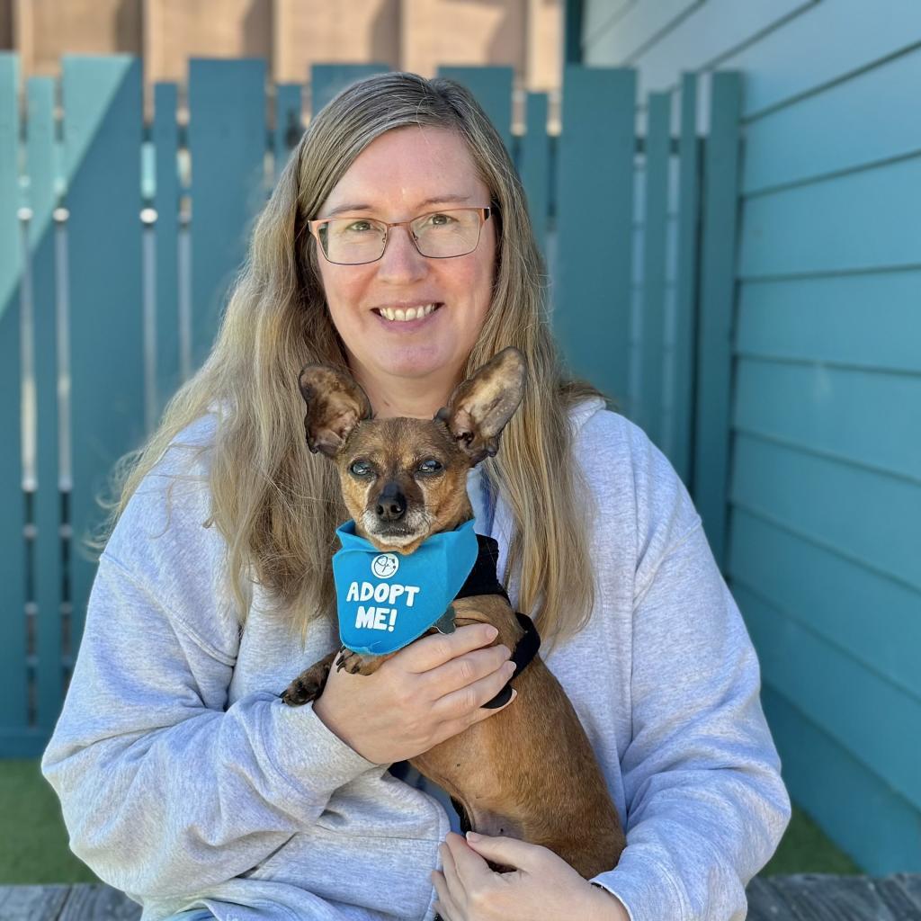 Bradley, an adoptable Dachshund, Chihuahua in Pacific Grove, CA, 93950 | Photo Image 3