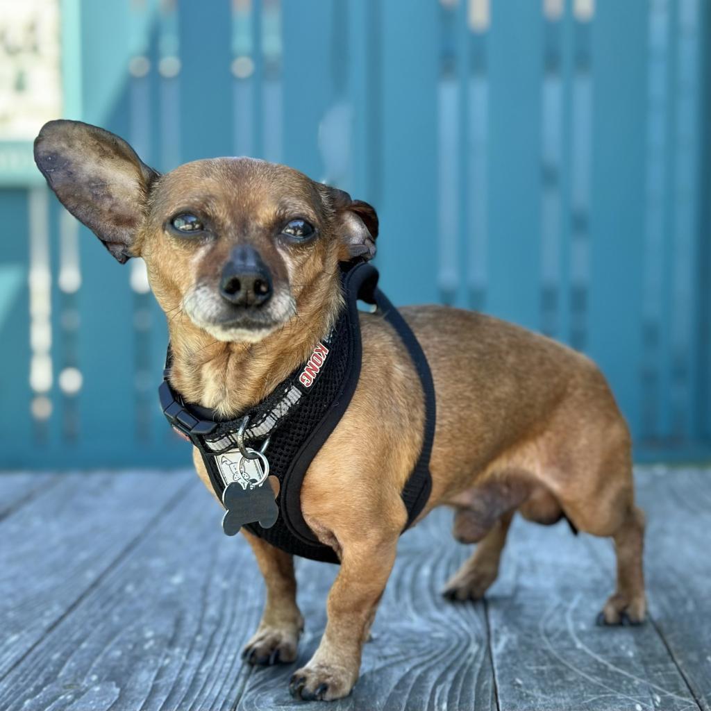 Bradley, an adoptable Dachshund, Chihuahua in Pacific Grove, CA, 93950 | Photo Image 4