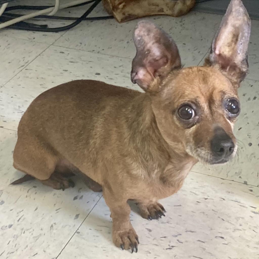 Bradley, an adoptable Dachshund, Chihuahua in Pacific Grove, CA, 93950 | Photo Image 5