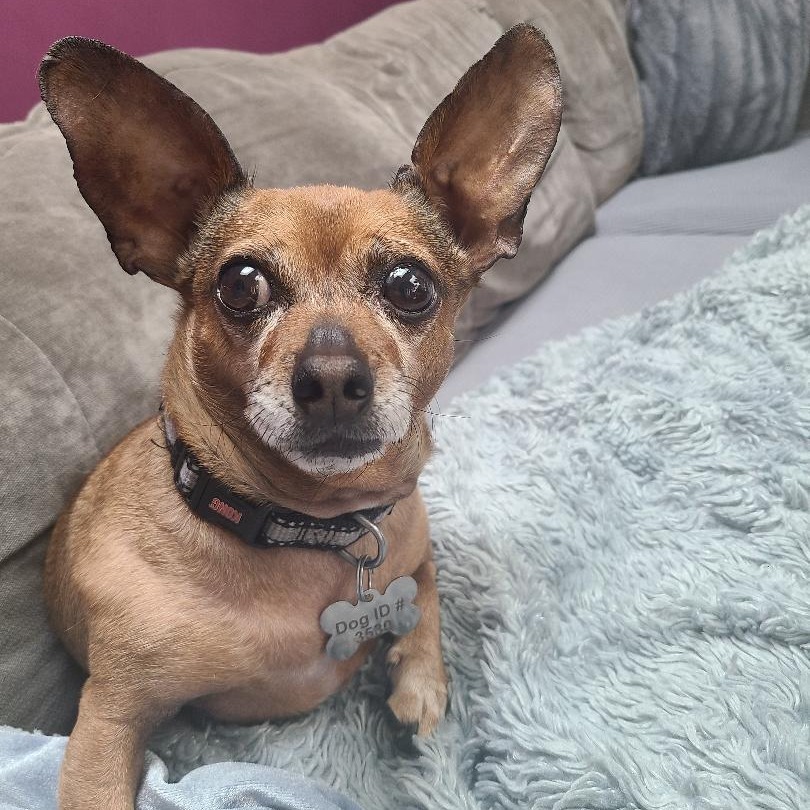 Bradley, an adoptable Dachshund, Chihuahua in Pacific Grove, CA, 93950 | Photo Image 6