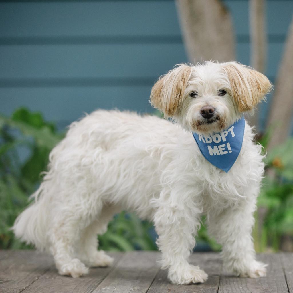 Lilly, an adoptable Lhasa Apso in Pacific Grove, CA, 93950 | Photo Image 1