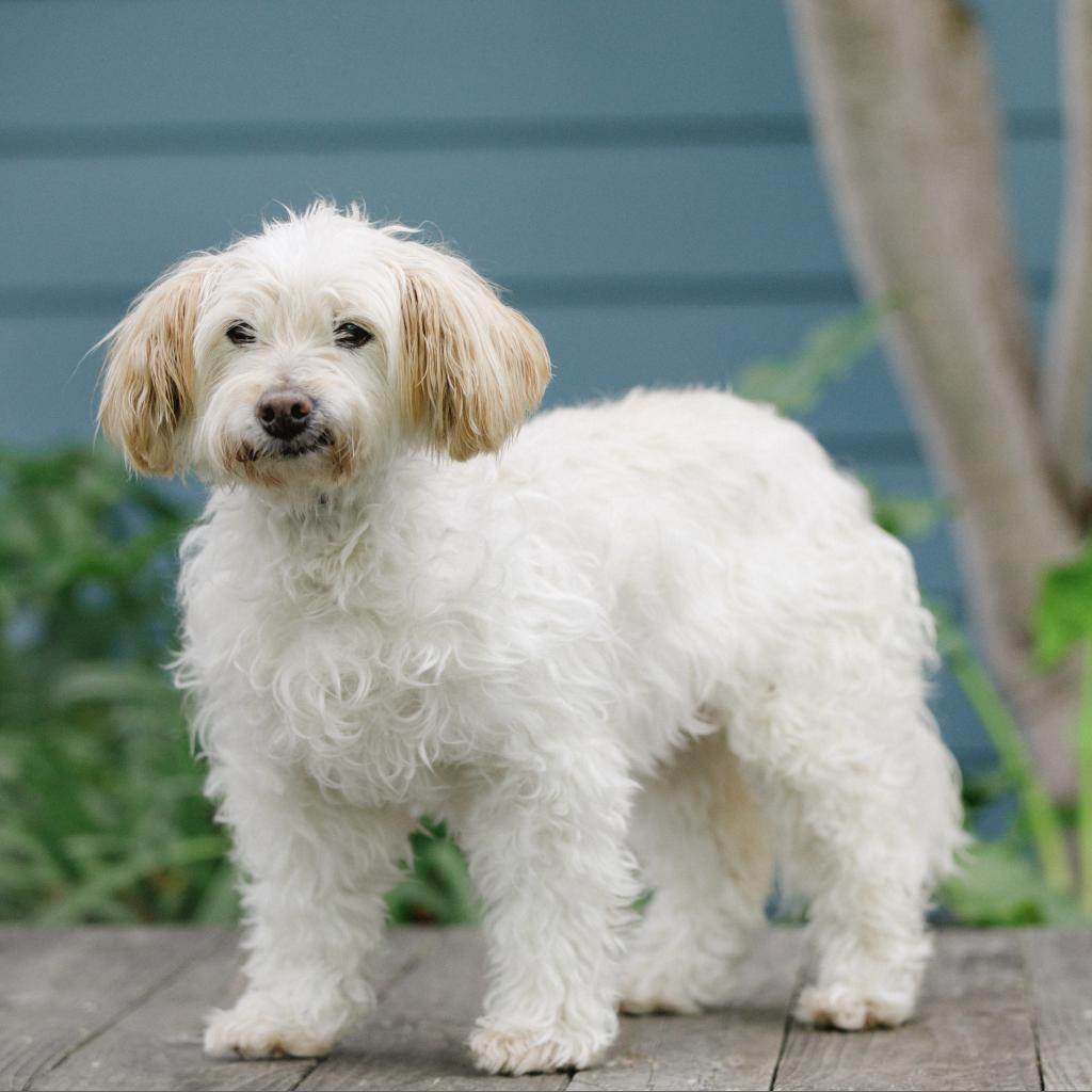 Lilly, an adoptable Lhasa Apso in Pacific Grove, CA, 93950 | Photo Image 2