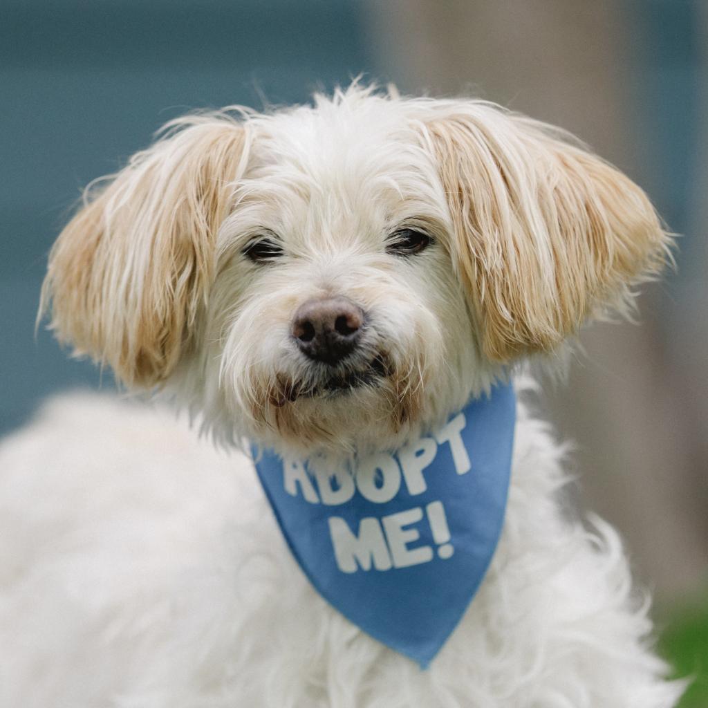 Lilly, an adoptable Lhasa Apso in Pacific Grove, CA, 93950 | Photo Image 4