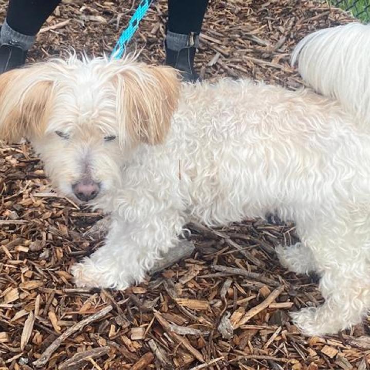 Lilly, an adoptable Lhasa Apso in Pacific Grove, CA, 93950 | Photo Image 5