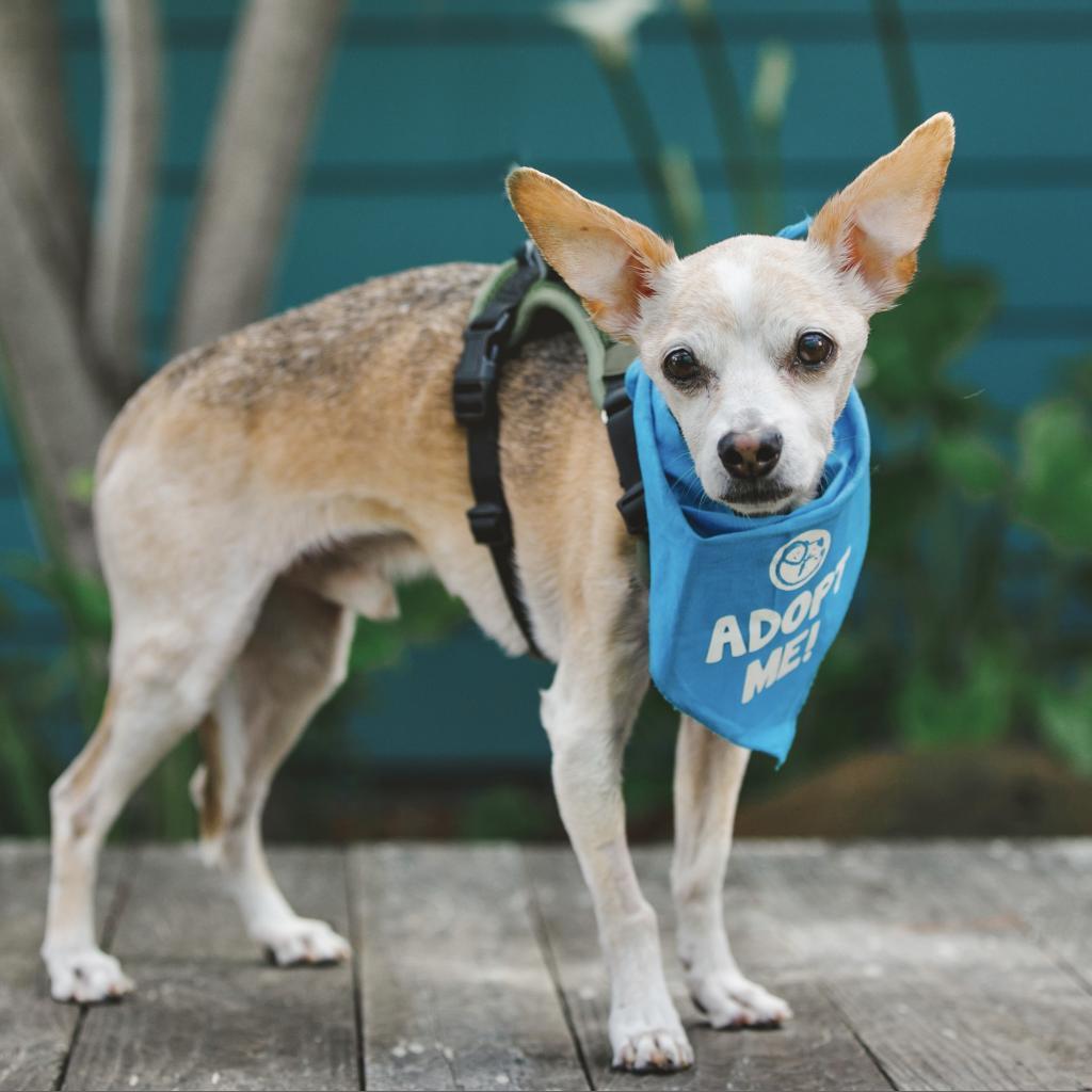 Bobby, an adoptable Jack Russell Terrier, Chihuahua in Pacific Grove, CA, 93950 | Photo Image 1