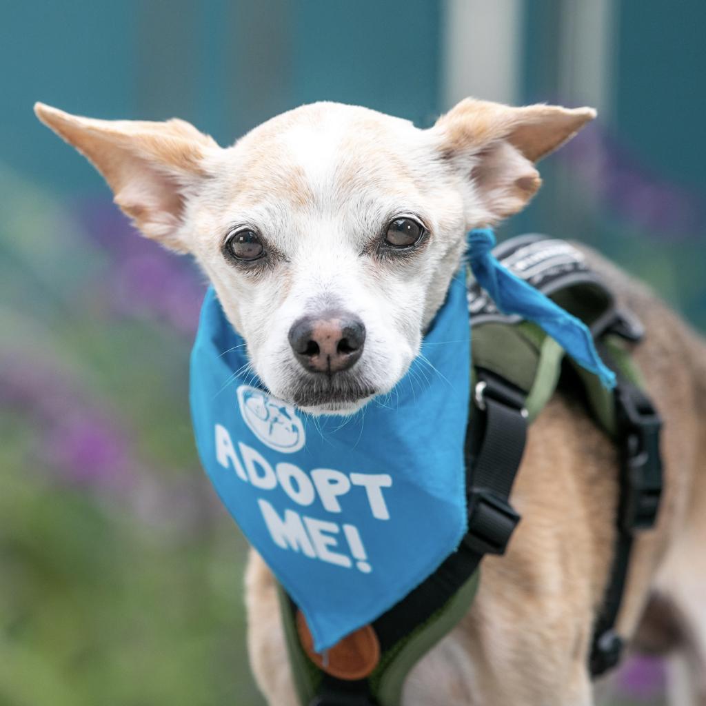 Bobby, an adoptable Jack Russell Terrier, Chihuahua in Pacific Grove, CA, 93950 | Photo Image 2