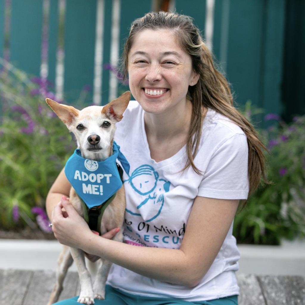 Bobby, an adoptable Jack Russell Terrier, Chihuahua in Pacific Grove, CA, 93950 | Photo Image 3