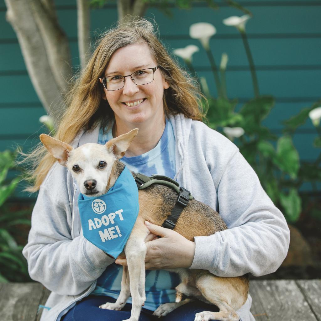 Bobby, an adoptable Jack Russell Terrier, Chihuahua in Pacific Grove, CA, 93950 | Photo Image 4