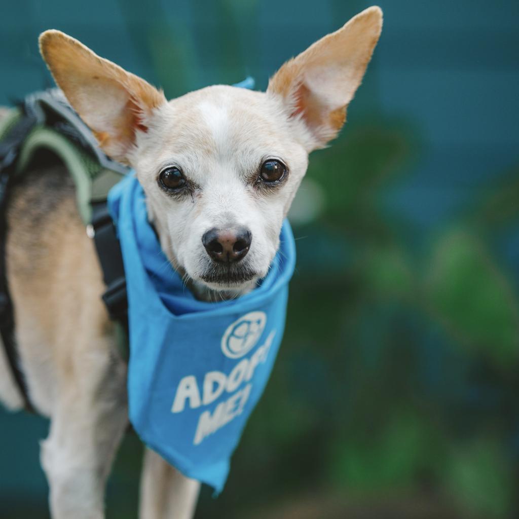Bobby, an adoptable Jack Russell Terrier, Chihuahua in Pacific Grove, CA, 93950 | Photo Image 5