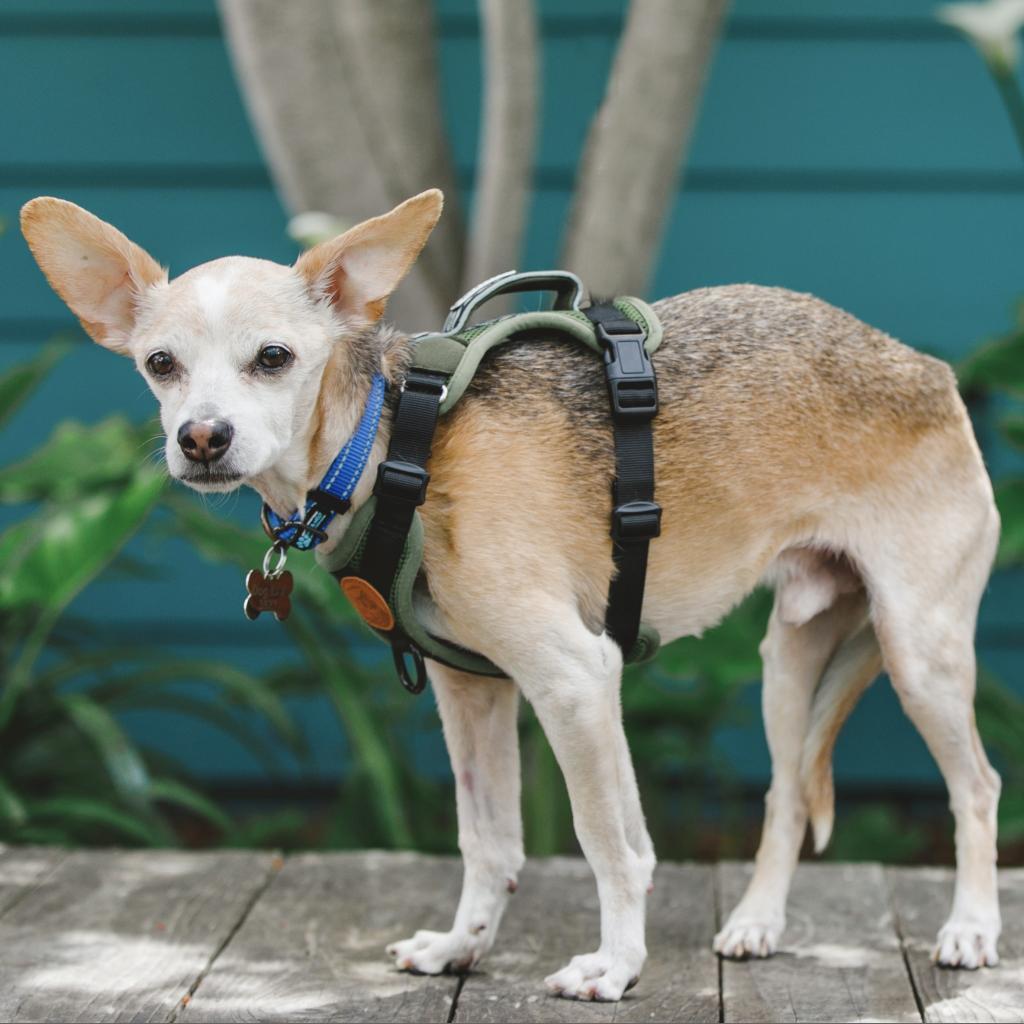 Bobby, an adoptable Jack Russell Terrier, Chihuahua in Pacific Grove, CA, 93950 | Photo Image 6