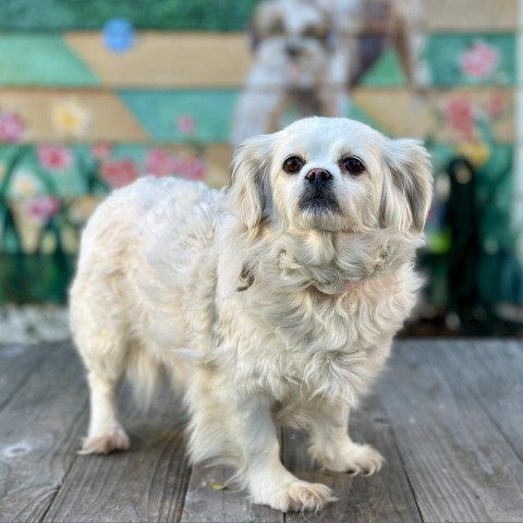 Lili, an adoptable Pekingese, Cocker Spaniel in Pacific Grove, CA, 93950 | Photo Image 1