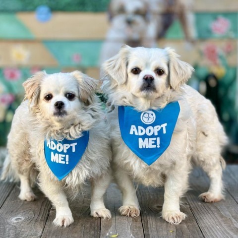 Lili, an adoptable Pekingese, Cocker Spaniel in Pacific Grove, CA, 93950 | Photo Image 2