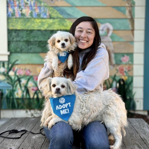 Lili, an adoptable Pekingese, Cocker Spaniel in Pacific Grove, CA, 93950 | Photo Image 3