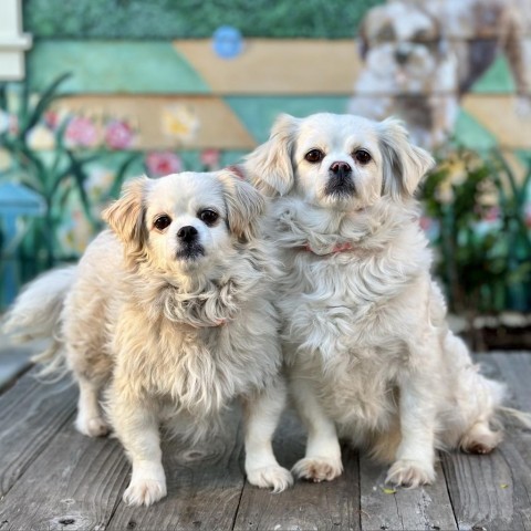 Lili, an adoptable Pekingese, Cocker Spaniel in Pacific Grove, CA, 93950 | Photo Image 4