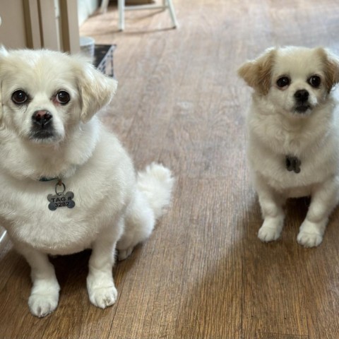 Lili, an adoptable Pekingese, Cocker Spaniel in Pacific Grove, CA, 93950 | Photo Image 5