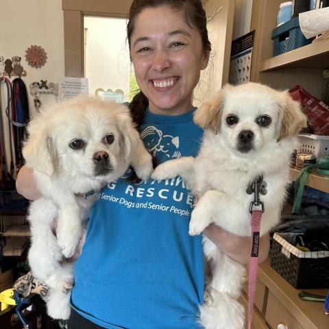 Lili, an adoptable Pekingese, Cocker Spaniel in Pacific Grove, CA, 93950 | Photo Image 6