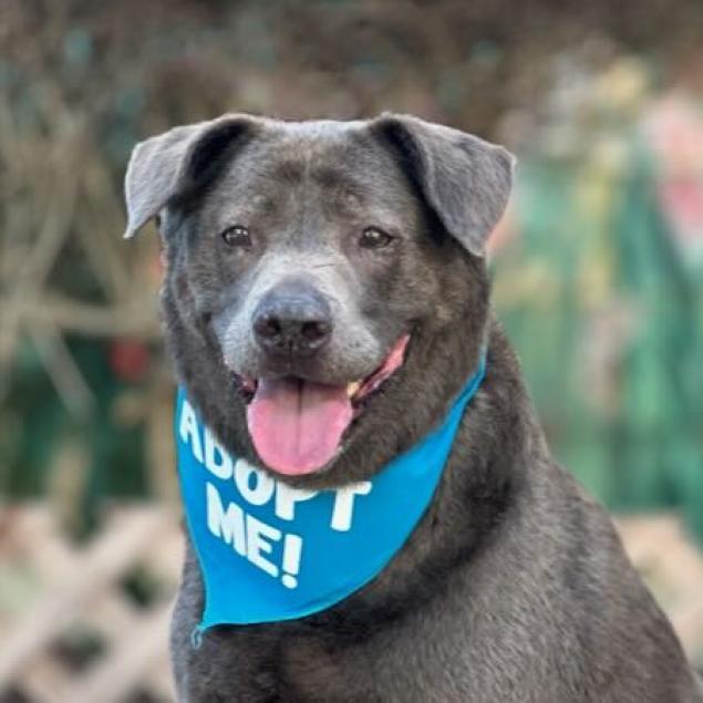 Mihla, an adoptable Labrador Retriever, Mixed Breed in Pacific Grove, CA, 93950 | Photo Image 1