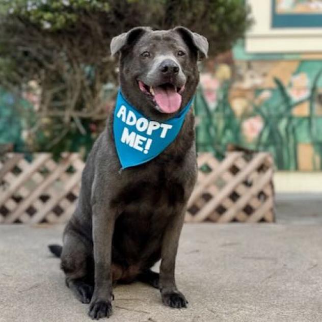 Mihla, an adoptable Labrador Retriever, Mixed Breed in Pacific Grove, CA, 93950 | Photo Image 3