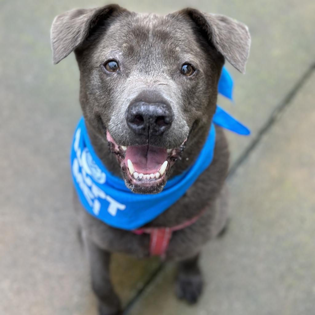 Mihla, an adoptable Labrador Retriever, Mixed Breed in Pacific Grove, CA, 93950 | Photo Image 4
