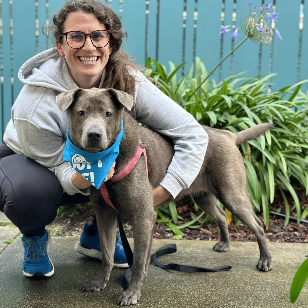 Mihla, an adoptable Labrador Retriever, Mixed Breed in Pacific Grove, CA, 93950 | Photo Image 6