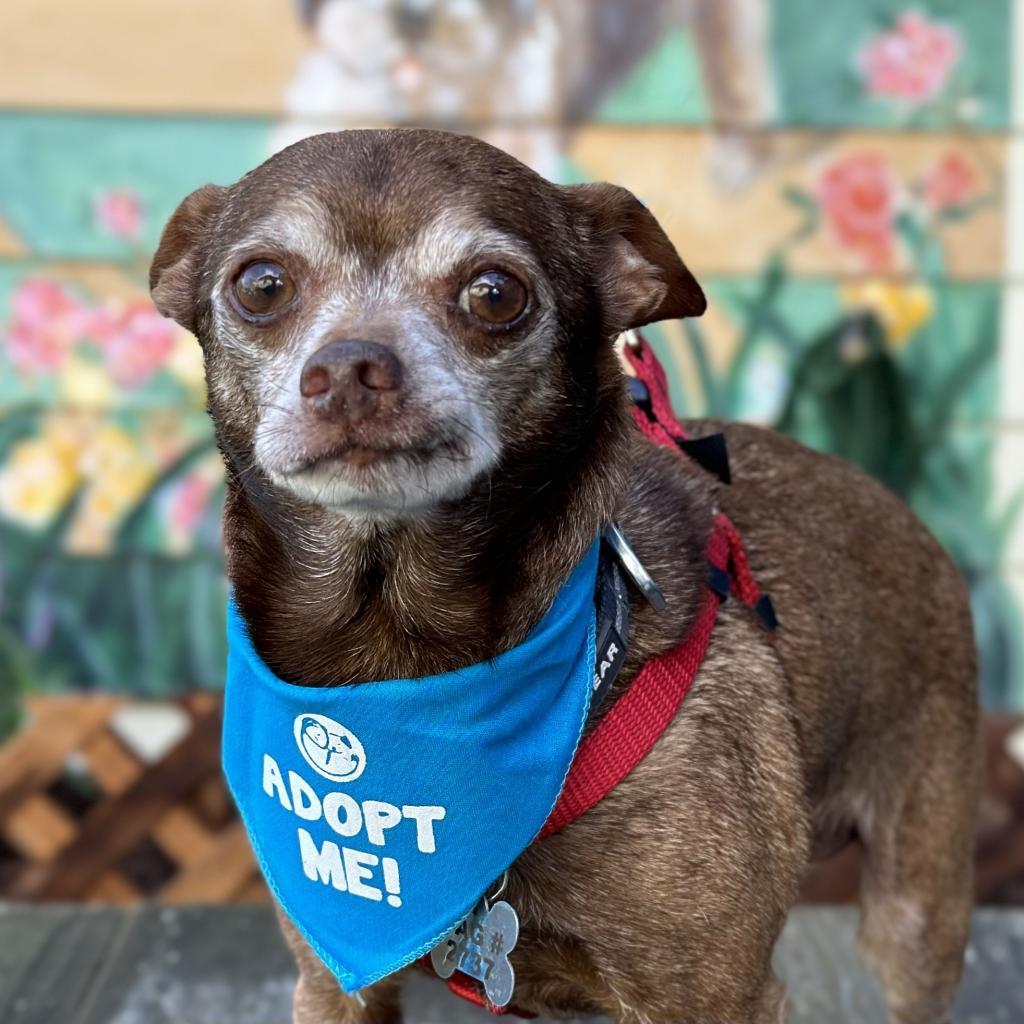 Cadbury, an adoptable Chihuahua in Pacific Grove, CA, 93950 | Photo Image 3