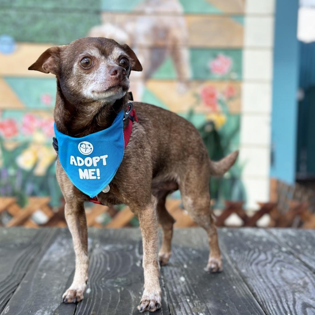 Cadbury, an adoptable Chihuahua in Pacific Grove, CA, 93950 | Photo Image 3