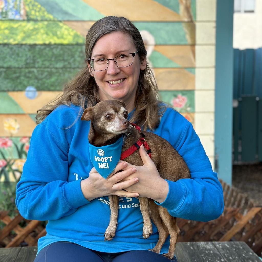 Cadbury, an adoptable Chihuahua in Pacific Grove, CA, 93950 | Photo Image 5