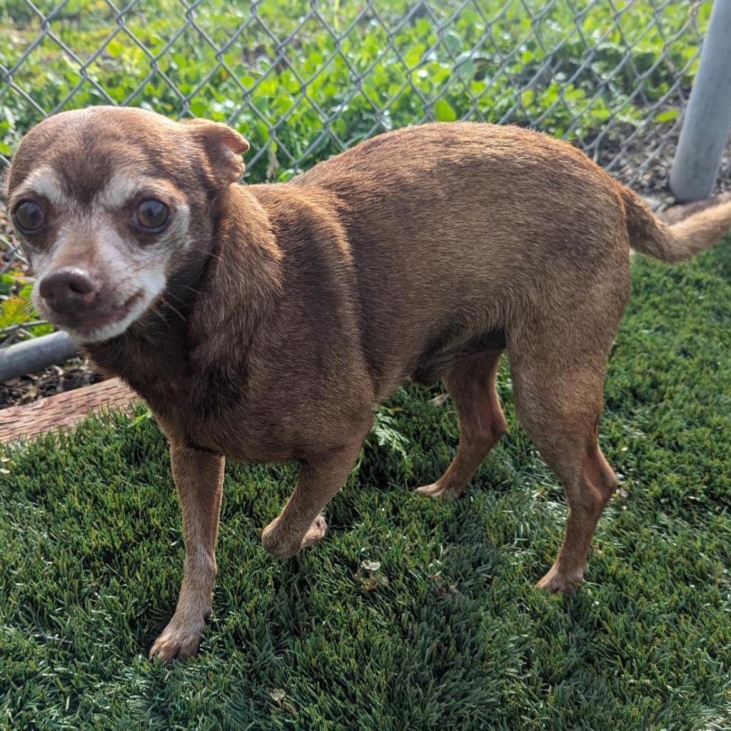 Cadbury, an adoptable Chihuahua in Pacific Grove, CA, 93950 | Photo Image 6