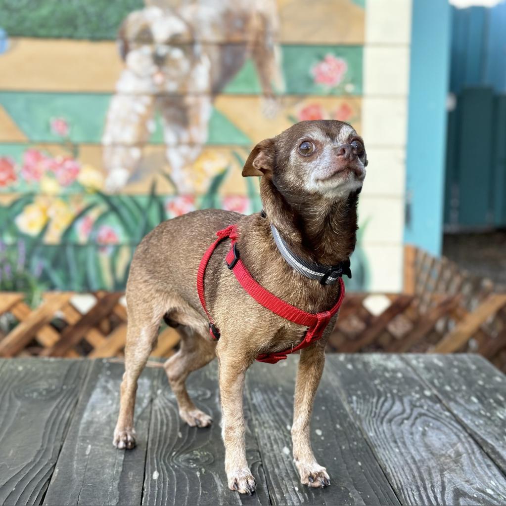 Cadbury, an adoptable Chihuahua in Pacific Grove, CA, 93950 | Photo Image 6