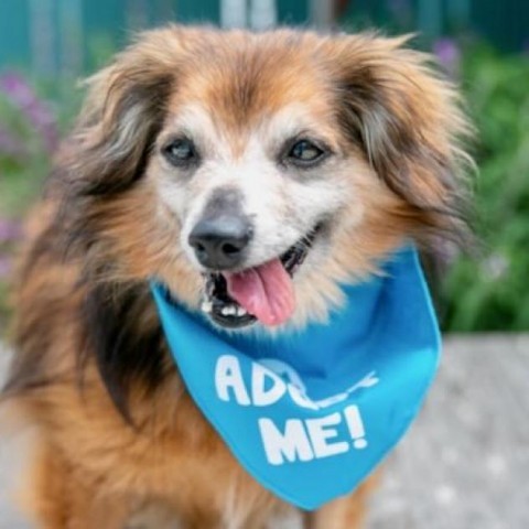 Bourbon, an adoptable Dachshund, Papillon in Pacific Grove, CA, 93950 | Photo Image 1