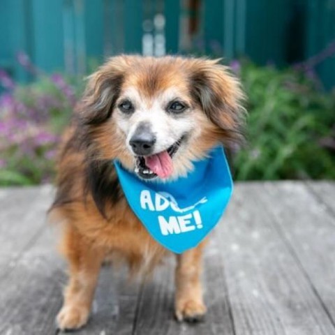 Bourbon, an adoptable Dachshund, Papillon in Pacific Grove, CA, 93950 | Photo Image 2