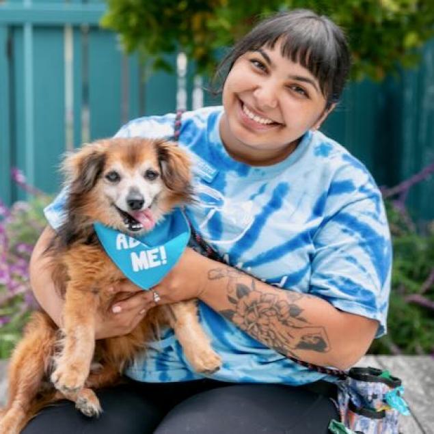 Bourbon, an adoptable Dachshund, Papillon in Pacific Grove, CA, 93950 | Photo Image 2