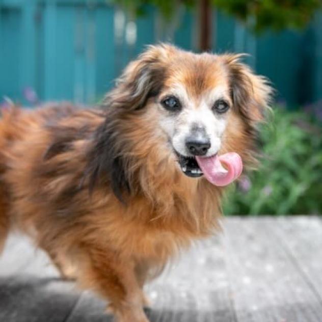 Bourbon, an adoptable Dachshund, Papillon in Pacific Grove, CA, 93950 | Photo Image 3