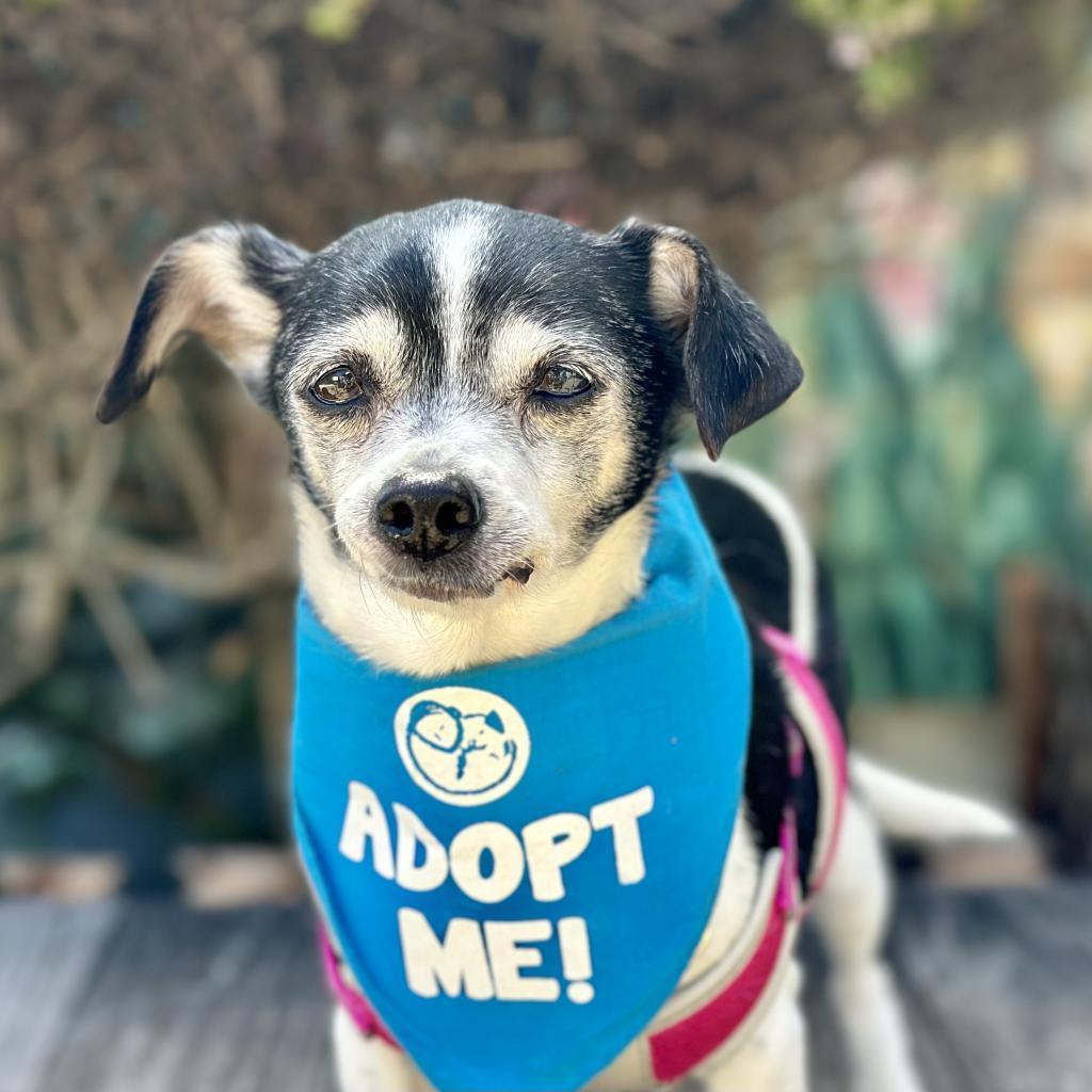 Lavender, an adoptable Rat Terrier, Chihuahua in Pacific Grove, CA, 93950 | Photo Image 1