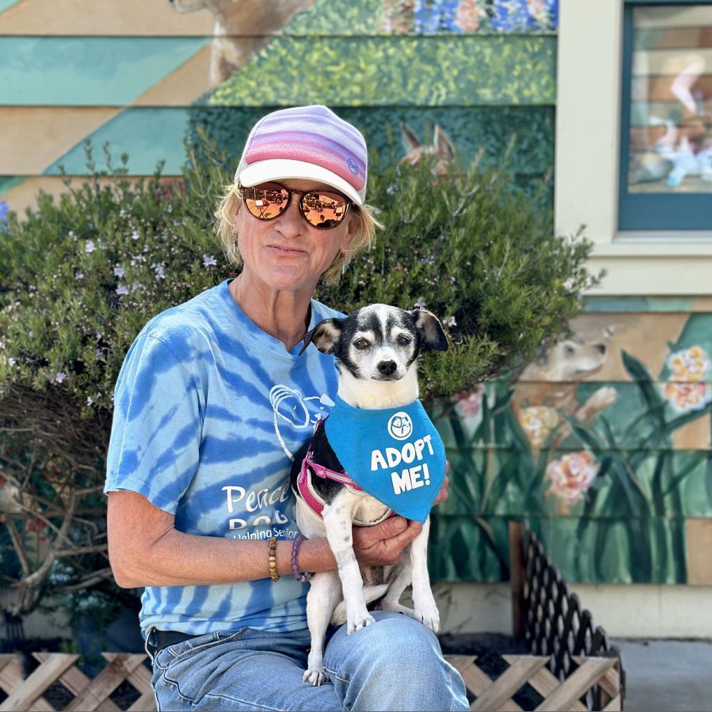 Lavender, an adoptable Rat Terrier, Chihuahua in Pacific Grove, CA, 93950 | Photo Image 2