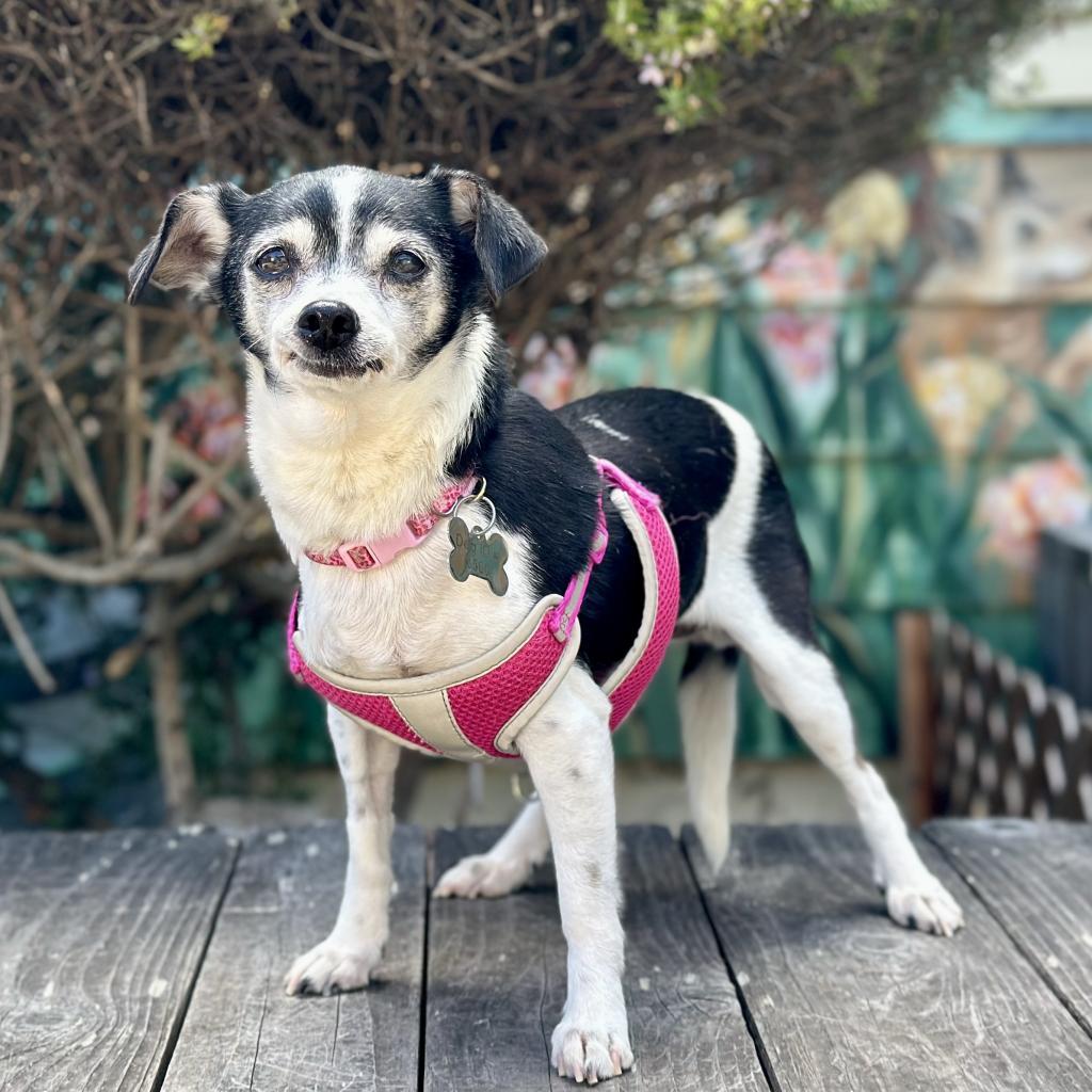 Lavender, an adoptable Rat Terrier, Chihuahua in Pacific Grove, CA, 93950 | Photo Image 3
