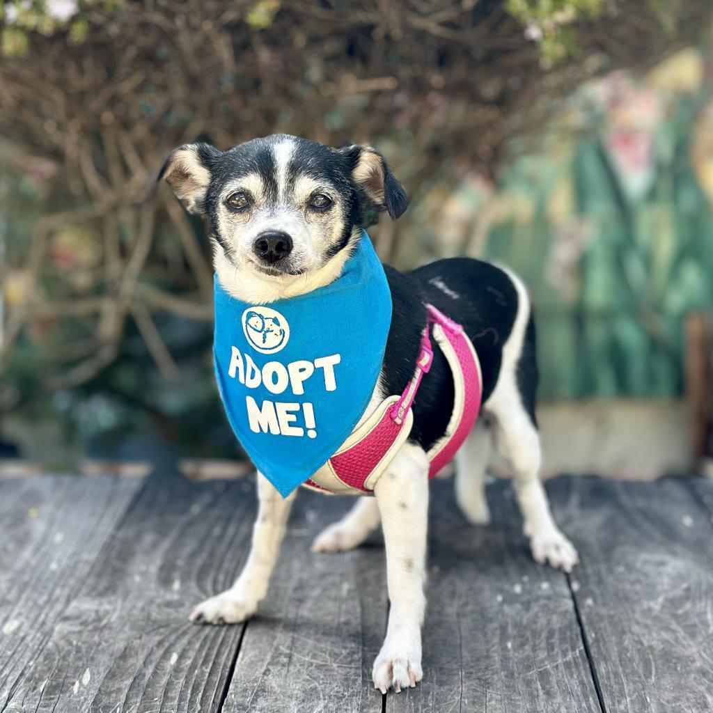 Lavender, an adoptable Rat Terrier, Chihuahua in Pacific Grove, CA, 93950 | Photo Image 4