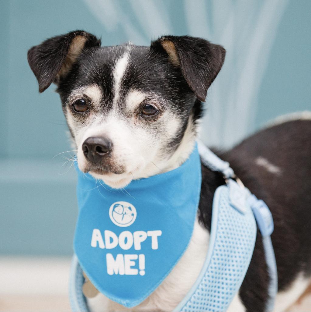 Lavender, an adoptable Rat Terrier, Chihuahua in Pacific Grove, CA, 93950 | Photo Image 5