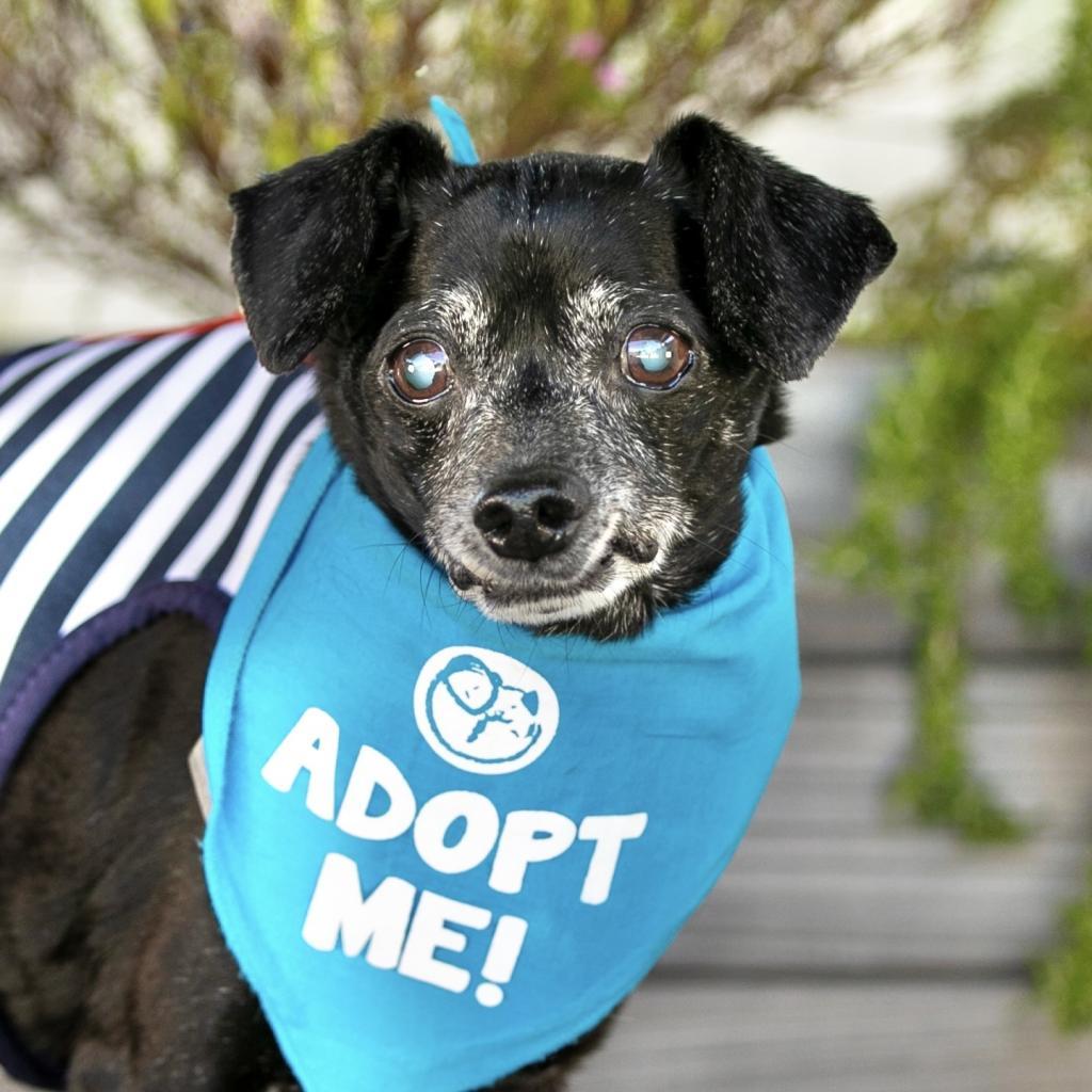 Pepi (Pepa), an adoptable Dachshund, Chihuahua in Pacific Grove, CA, 93950 | Photo Image 1