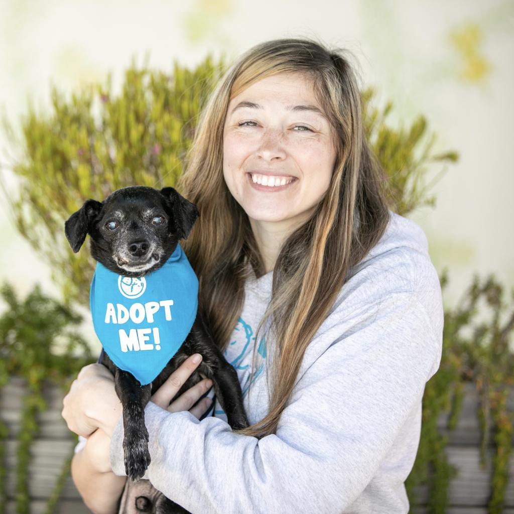 Pepi (Pepa), an adoptable Dachshund, Chihuahua in Pacific Grove, CA, 93950 | Photo Image 2