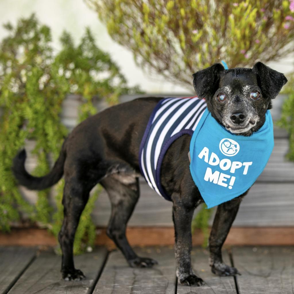 Pepi (Pepa), an adoptable Dachshund, Chihuahua in Pacific Grove, CA, 93950 | Photo Image 3