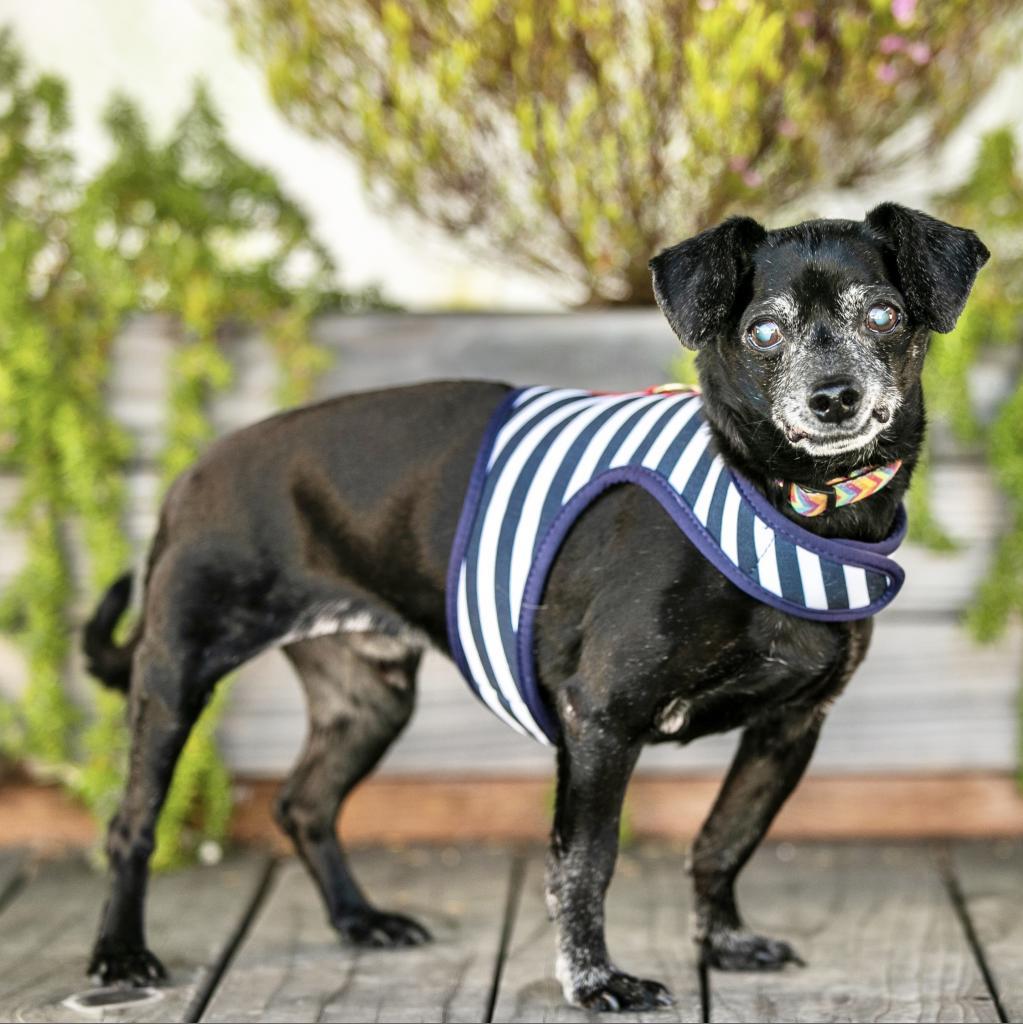 Pepi (Pepa), an adoptable Dachshund, Chihuahua in Pacific Grove, CA, 93950 | Photo Image 4