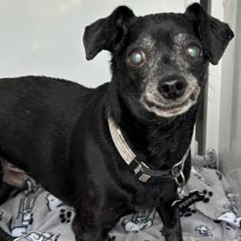 Pepi (Pepa), an adoptable Dachshund, Chihuahua in Pacific Grove, CA, 93950 | Photo Image 5