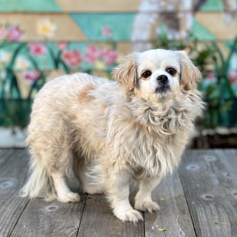 Suzie, an adoptable Pekingese, Cocker Spaniel in Pacific Grove, CA, 93950 | Photo Image 1