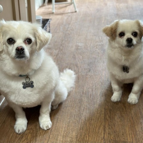 Suzie, an adoptable Pekingese, Cocker Spaniel in Pacific Grove, CA, 93950 | Photo Image 2