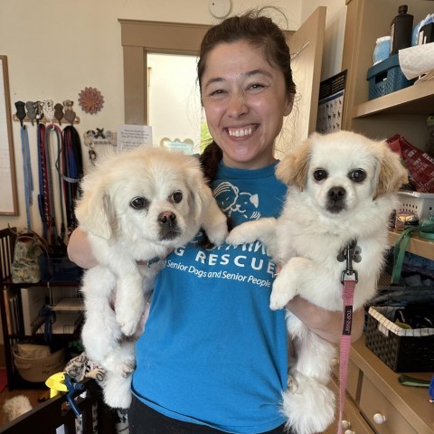 Suzie, an adoptable Pekingese, Cocker Spaniel in Pacific Grove, CA, 93950 | Photo Image 3