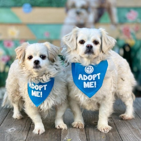 Suzie, an adoptable Pekingese, Cocker Spaniel in Pacific Grove, CA, 93950 | Photo Image 4