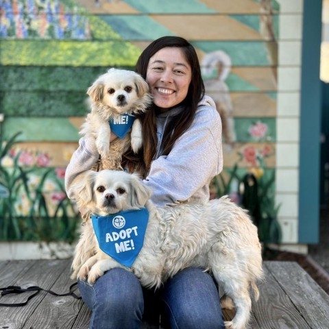 Suzie, an adoptable Pekingese, Cocker Spaniel in Pacific Grove, CA, 93950 | Photo Image 5